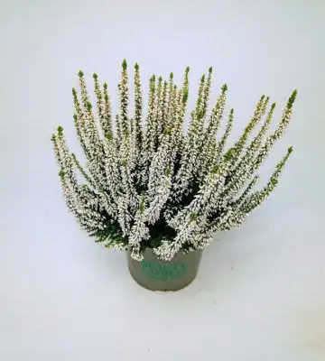 Калуна D13 H30 - Calluna Beauty Ladies