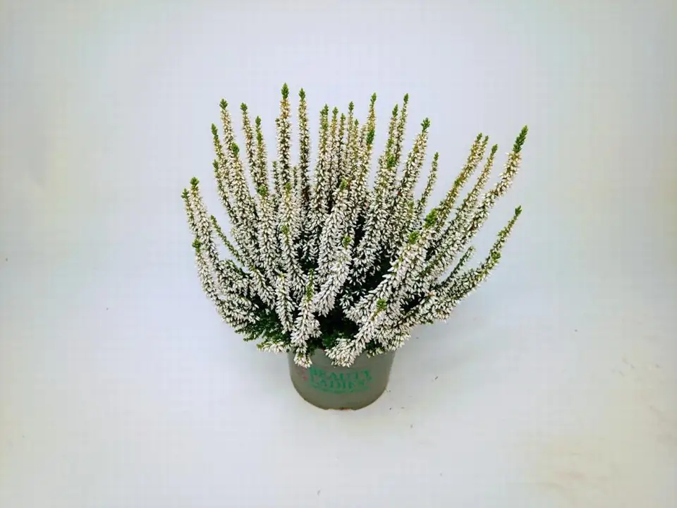 Калуна D13 H30 - Calluna Beauty Ladies