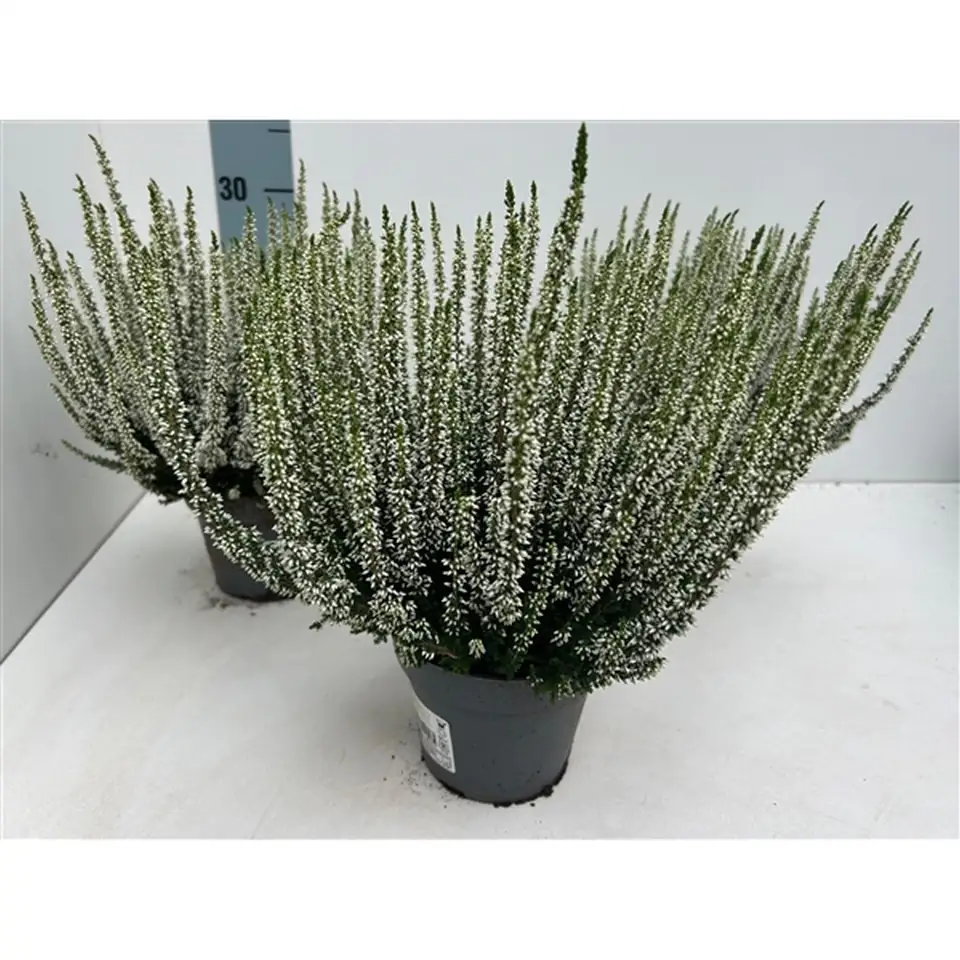 Калуна D13 H30 - Calluna Beauty Ladies - Image 2