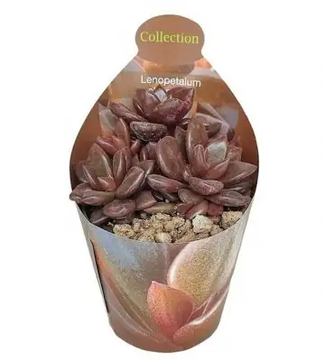 Ленопеталум D6,5 H7 - Lenopetalum Chocolate