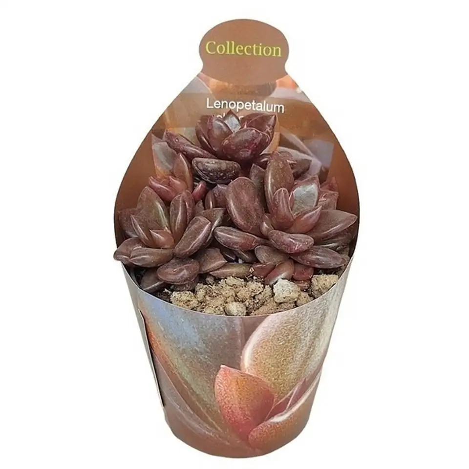 Ленопеталум D6,5 H7 - Lenopetalum Chocolate