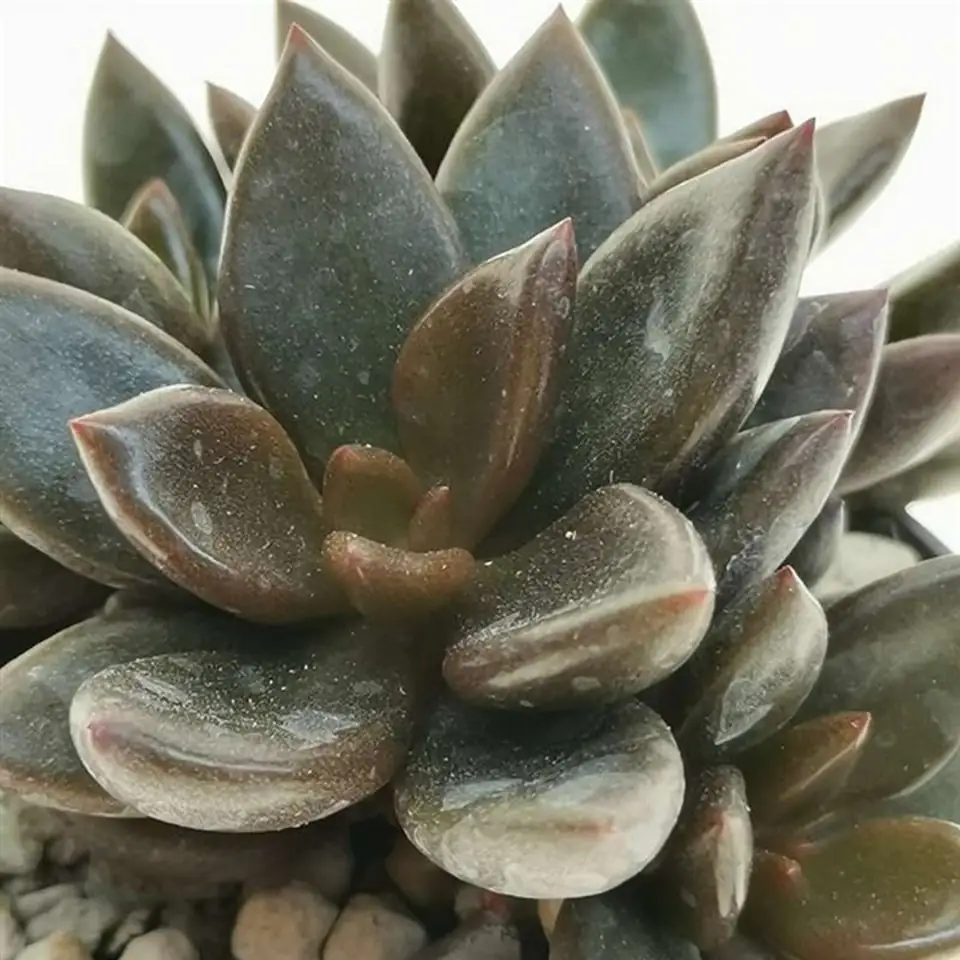 Ленопеталум D6,5 H7 - Lenopetalum Chocolate - Image 2