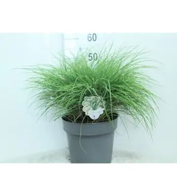 Мискантус D29 H60 - Miscanthus Yaku Jima