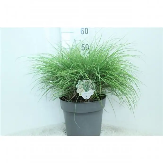 Мискантус D29 H60 - Miscanthus Yaku Jima