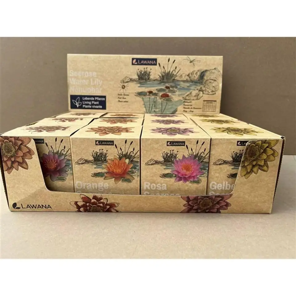 Водна лилия D12 H25 - Nymphea color mix