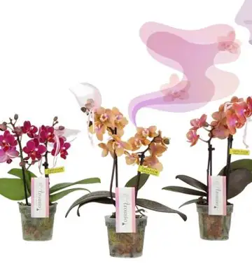 Орхидея D12 H35 - Phal MF Aromio Exotic