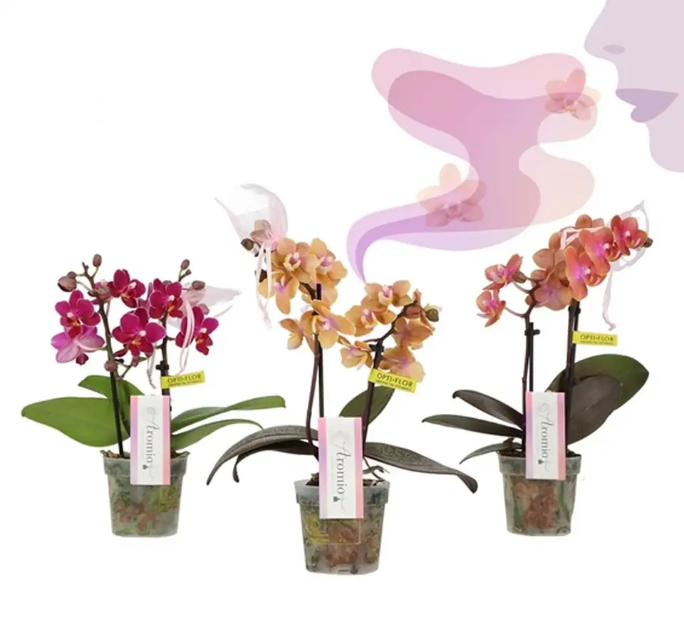 Орхидея D12 H35 - Phal MF Aromio Exotic