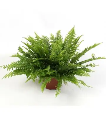 Папрат D17 H50 - Nephrolepsis Green Moment