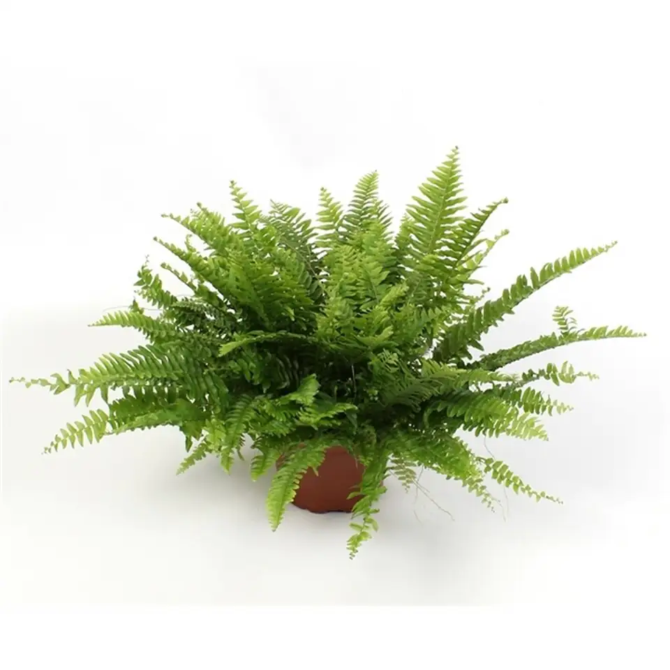 Папрат D17 H50 - Nephrolepsis Green Moment