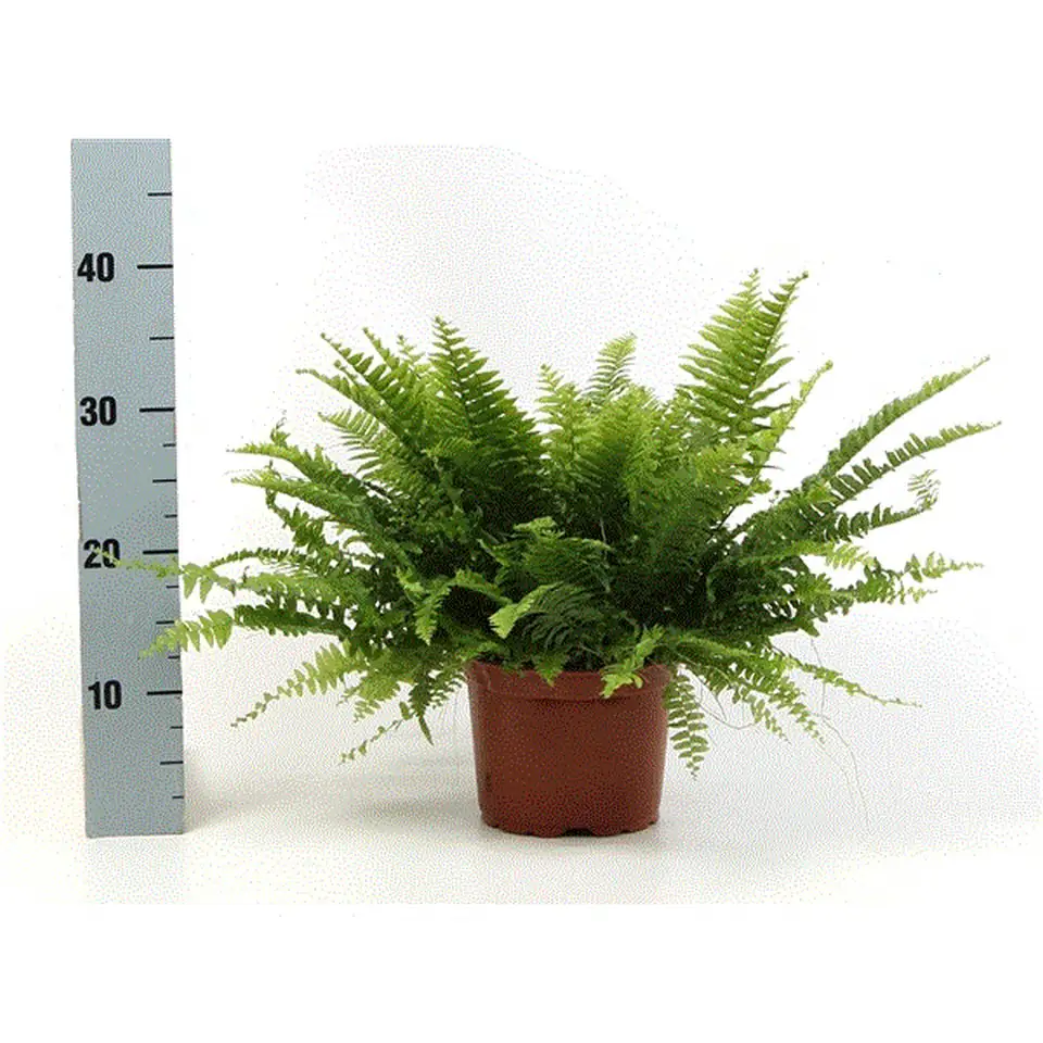 Папрат D17 H50 - Nephrolepsis Green Moment - Image 2