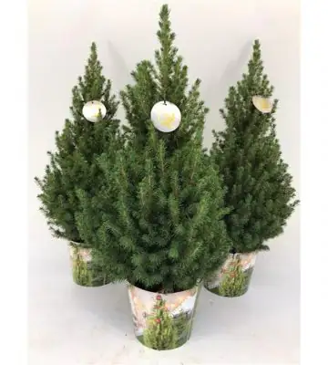 Пицеа D19 H85 - Picea Glauca Conica