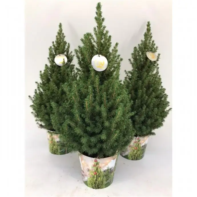 Пицеа D19 H85 - Picea Glauca Conica