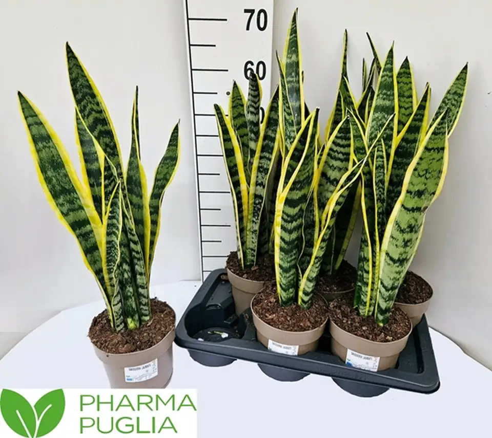 Сансевиера D17 H60 - Sanseviera Laurentii - Image 2