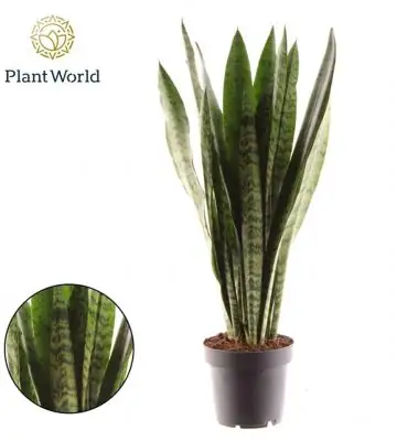 Сансевиериа D12 H45 - Sansevieria Zeylanica