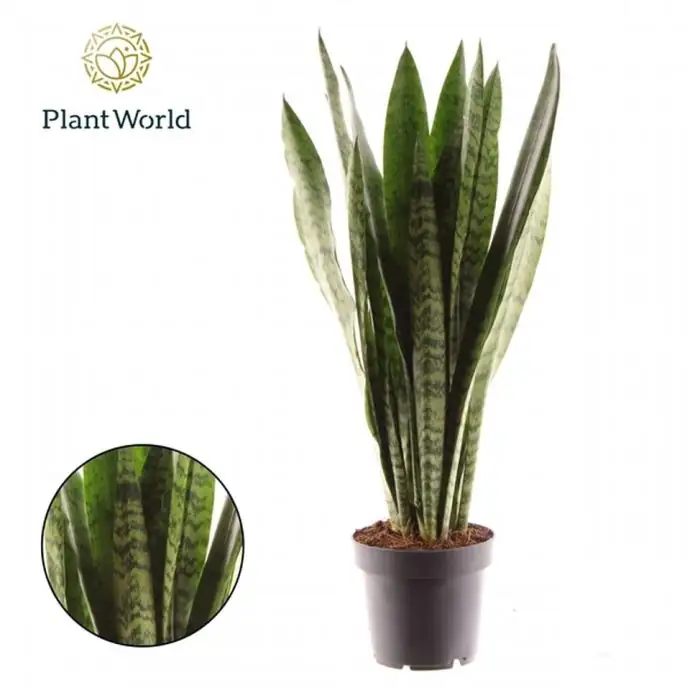 Сансевиериа D12 H45 - Sansevieria Zeylanica