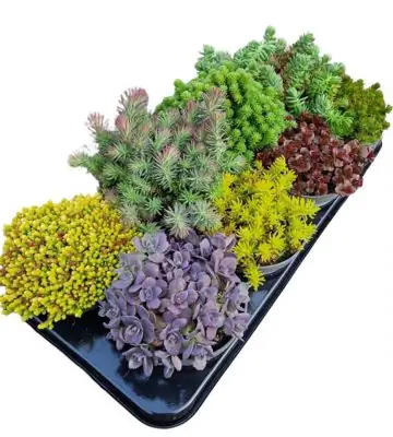 Седум D13 H25 - Sedum mix