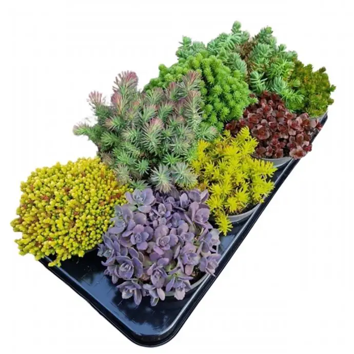 Седум D13 H25 - Sedum mix