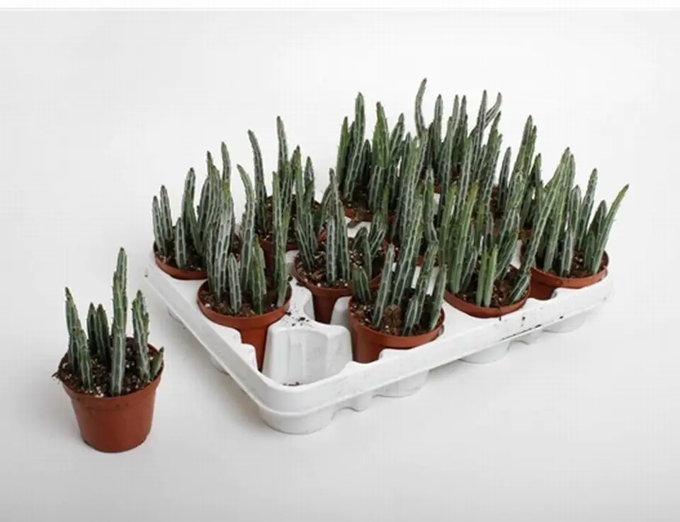 Сенецио D8.5 H15 - Senecio Stapeliiformis