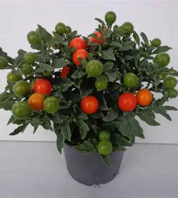 Соланум D12 H35 - Solanum pseudo Bartoli