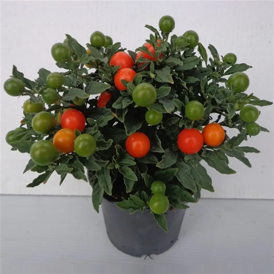 Соланум D12 H35 - Solanum pseudo Bartoli