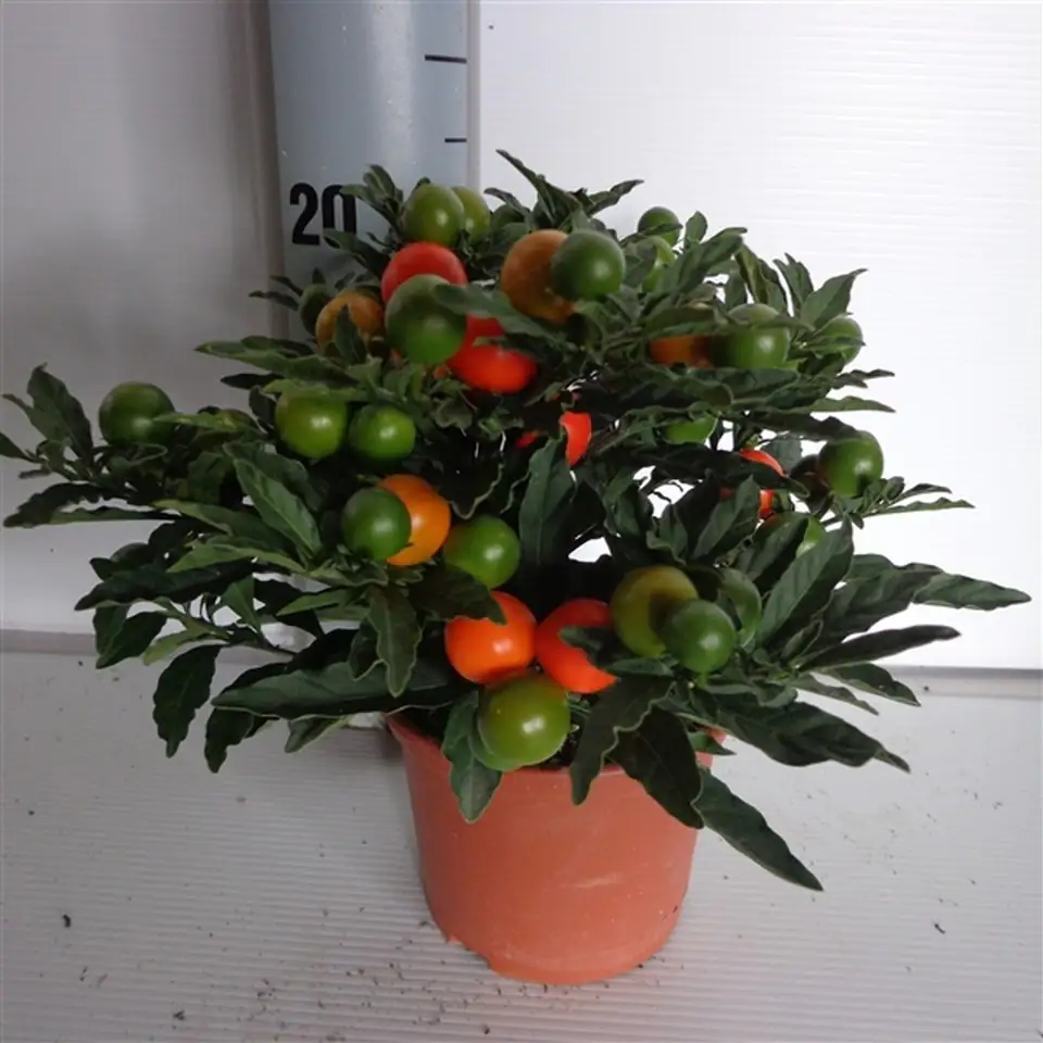 Соланум D12 H35 - Solanum pseudo Bartoli - Image 2