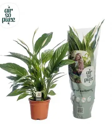 Спатифилум D17 H70 - Spathiphyllum Vivaldi