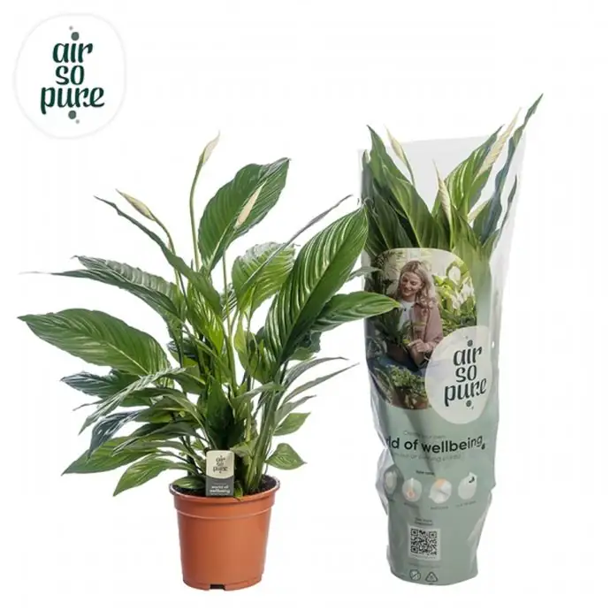 Спатифилум D17 H70 - Spathiphyllum Vivaldi