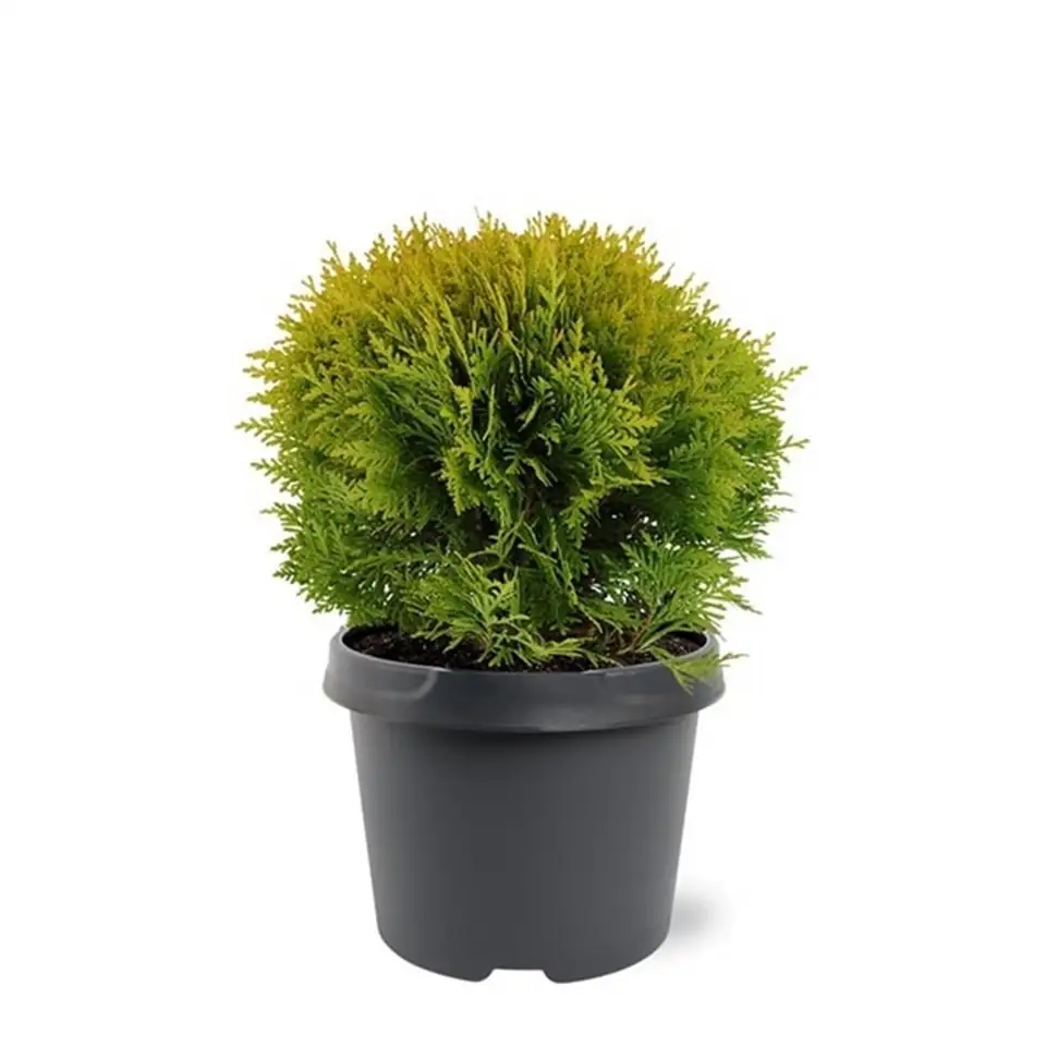 Туя D19 H30 - Thuja Mirjam