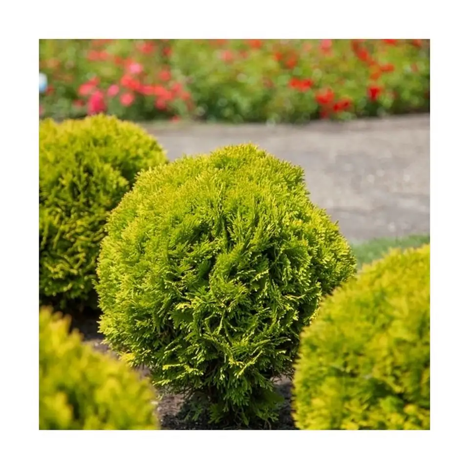 Туя D19 H30 - Thuja Mirjam - Image 2
