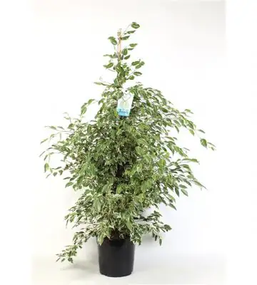 Фикус D27 H150 - Ficus benjamina Starlight
