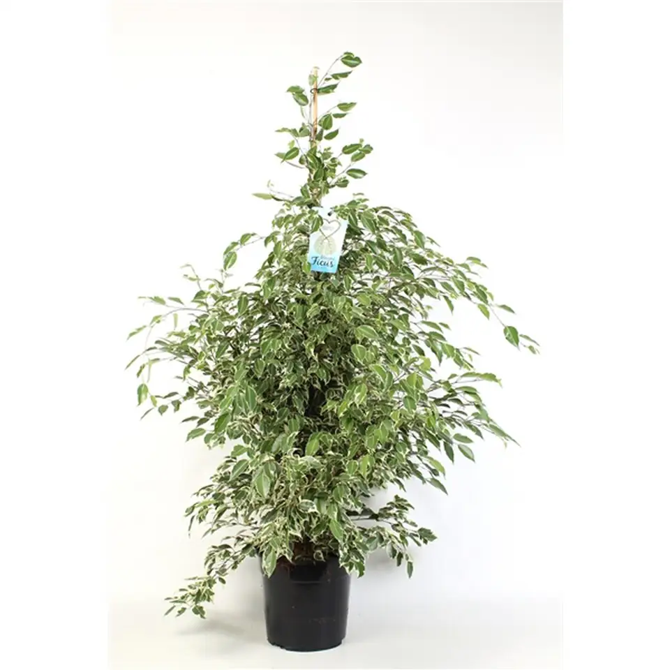Фикус D27 H150 - Ficus benjamina Starlight