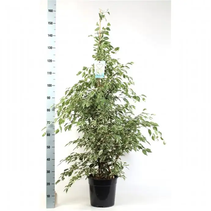Фикус D27 H150 - Ficus benjamina Starlight - Image 2