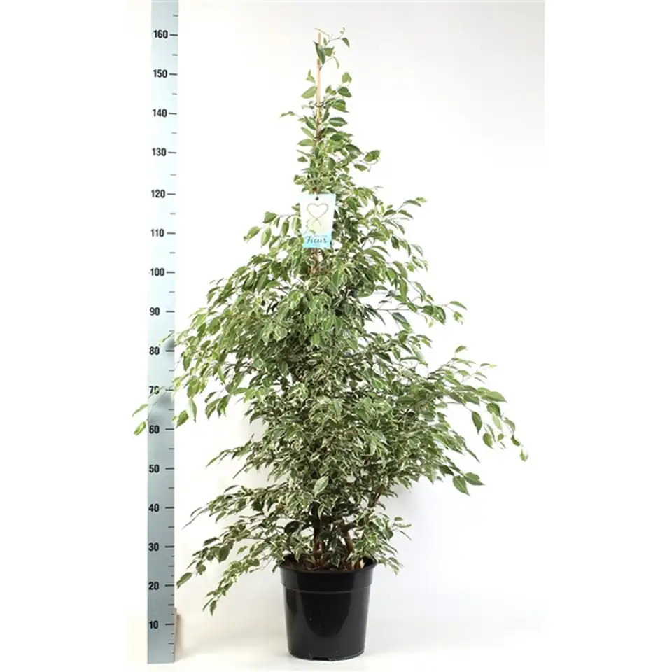Фикус D27 H150 - Ficus benjamina Starlight - Image 2