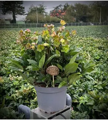 Хелеборус D28 H60 - Helleborus Beauty Princess