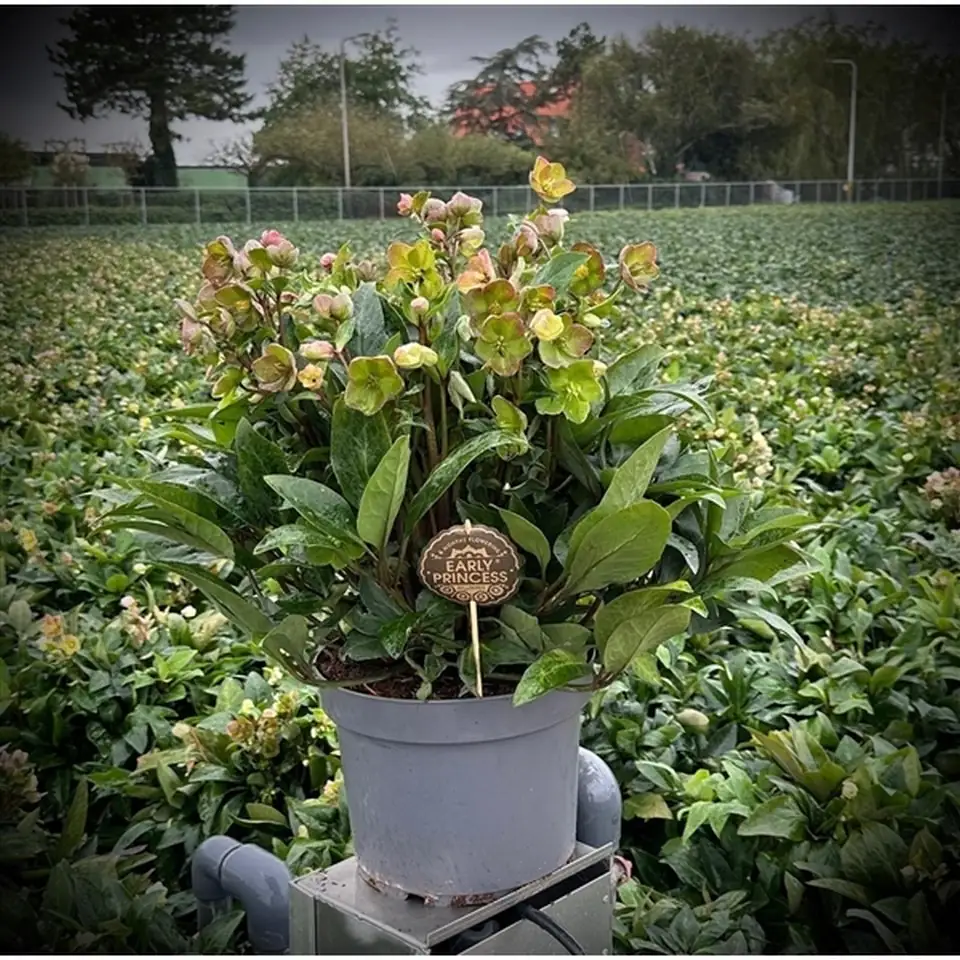 Хелеборус D28 H60 - Helleborus Beauty Princess