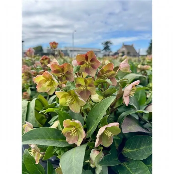Хелеборус D28 H60 - Helleborus Beauty Princess - Image 2