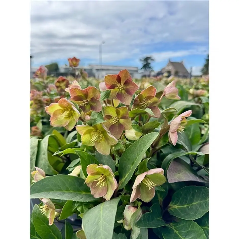 Хелеборус D28 H60 - Helleborus Beauty Princess - Image 2