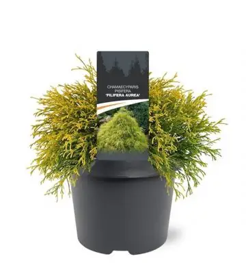 Хемаципарис D19 H30 - Chamaecyparis Filifera Aurea