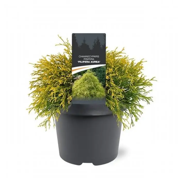 Хемаципарис D19 H30 - Chamaecyparis Filifera Aurea