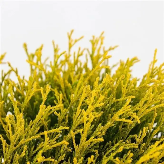 Хемаципарис D19 H30 - Chamaecyparis Filifera Aurea - Image 2