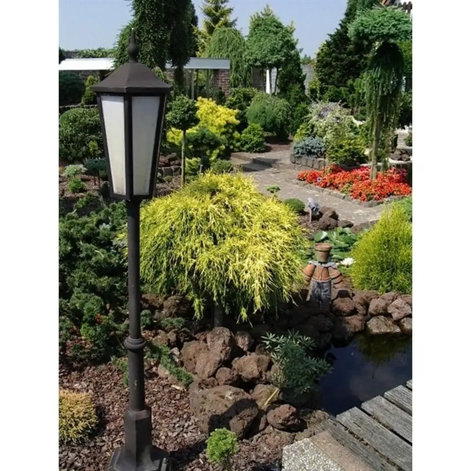 Хемаципарис D19 H30 - Chamaecyparis Filifera Aurea - Image 3