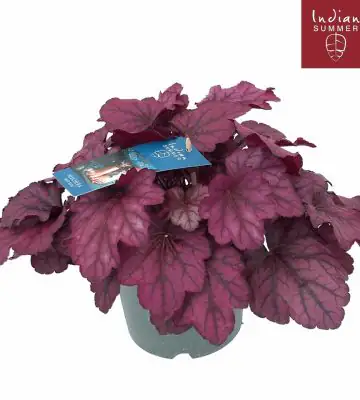 Хойхера D12 H25 - Heuchera Pink Panther