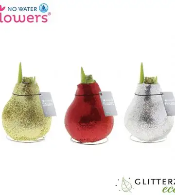 Хипеаструм D15 H25 - Hippeastrum wax Glitt