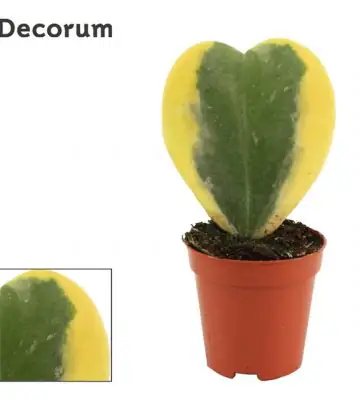 Хоя D6 H11 - Hoya Kerrii var