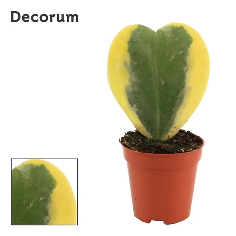 Хоя D6 H11 - Hoya Kerrii var