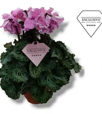 Циклама D10 H25 - Cyclamen Super Serie Merengue