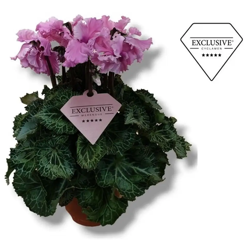 Циклама D10 H25 - Cyclamen Super Serie Merengue