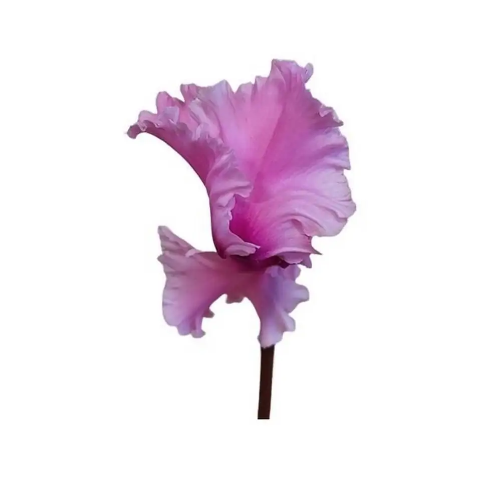 Циклама D10 H25 - Cyclamen Super Serie Merengue - Image 2