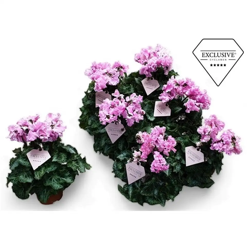 Циклама D10 H25 - Cyclamen Super Serie Merengue - Image 3