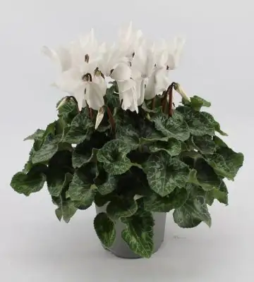 Циклама бяла D15 H36 - Cyclamen Super Serie XL